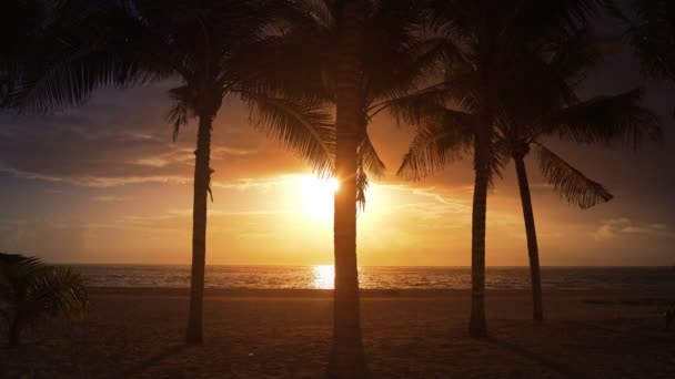 Maya Rivierası Palmiye Ağaçları Gündoğumu Karayip Denizi Meksika Nın Plaj — Stok video