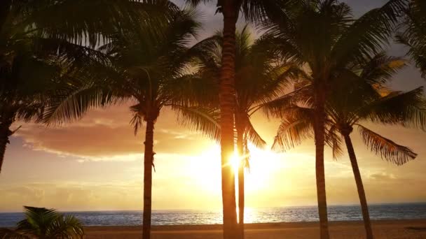 Riviera Maya Palmiers Plage Lever Soleil Dans Mer Des Caraïbes — Video