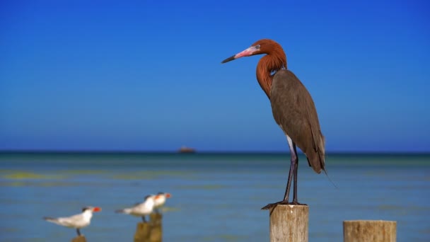 Egretta Rufescens Aigrette Rougeâtre Oiseau Héron Dans Mer Des Caraïbes — Video