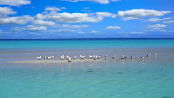 Tropisch Strand Caribische Zee Met Turquoise Aqua Water — Stockvideo