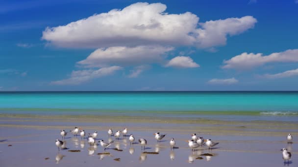 Holbox Island Beach Karibské Moře Mexiko — Stock video