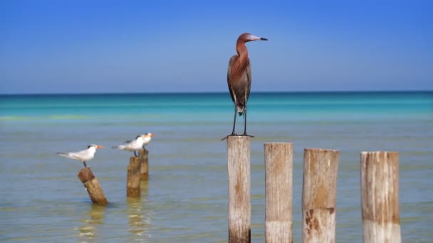 Egretta Rufescens Roodachtig Zilverreiger Heron Vogel Caribische Zee — Stockvideo