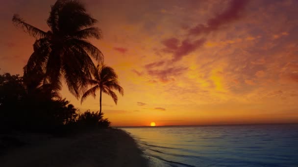Maya Rivierası Palmiye Ağaçları Gündoğumu Karayip Denizi Meksika Nın Plaj — Stok video