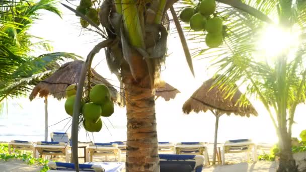 Palmeras Coco Playa Caribeña Riviera Maya México — Vídeos de Stock
