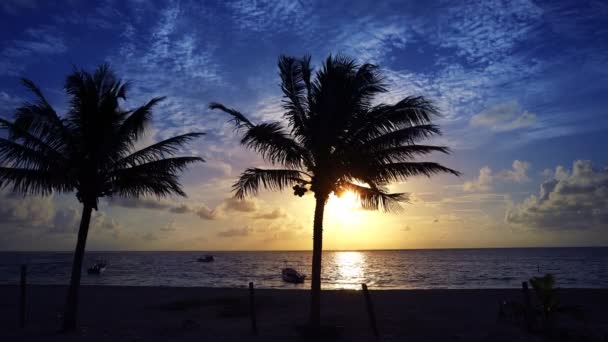 Mayan Riviera Palm Trees Beach Sunrise Caribbean Sea Mexico — Stock Video
