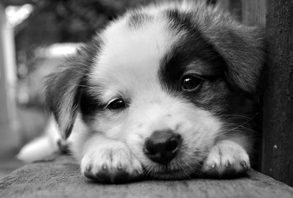 Tatlı ve funy köpek yavrusu — Stok fotoğraf