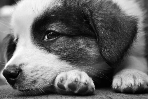 Piccolo e bellissimo cucciolo — Foto Stock