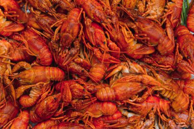 Demir bir tabakta kaynatılmış kerevit. Menü için kırmızı kerevit arkaplanı. Üst manzara, yakın çekim. Bir tabak pişmiş kerevit. Haşlanmış kerevit, geleneksel bir Rus yemeği. Klasik fotoğraf işleme