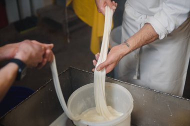 Ev yapımı peynir üreticisi, sabahları inek koyunlarından taze süt ile el yapımı mozzarella üretiyor. Gelenek kavramı: İtalya, mozzarella.