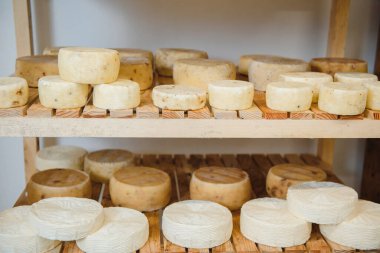 Peynir fabrikasında ahşap raflarda olgunlaşan çeşitli aromalı peynir tekerlekleri.