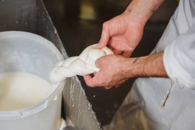 Ev yapımı peynir üreticisi, sabahları inek koyunlarından taze süt ile el yapımı mozzarella üretiyor. Gelenek kavramı: İtalya, mozzarella.
