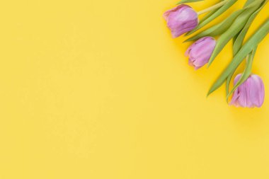 Taze Bahar Laleleri Çiçekler Kadınlar Günü Kutlama Kartı Anneler Günü Sevgililer Günü Sarı Arka plan Doğal Işık Seçici Odaklanma