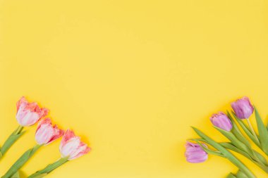 Sarı arka planda yaz laleleri