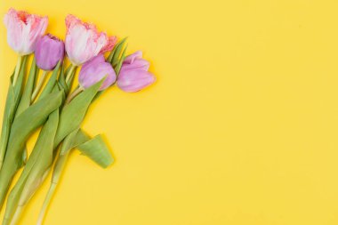 Sarı arka planda yaz laleleri