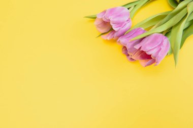 Taze Bahar Laleleri Çiçekler Kadınlar Günü Kutlama Kartı Anneler Günü Sevgililer Günü Sarı Arka plan Doğal Işık Seçici Odaklanma