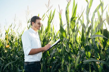 Yong yakışıklı tarım uzmanı mısır tarlasında tablet dokunmatik bilgisayarını tutuyor ve hasat etmeden önce ekinleri inceliyor. Tarım sektörü konsepti. Yazın elinde tabletle mısır tarlasında duran tarım mühendisi..