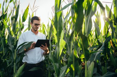 Yong yakışıklı tarım uzmanı mısır tarlasında tablet dokunmatik bilgisayarını tutuyor ve hasat etmeden önce ekinleri inceliyor. Tarım sektörü konsepti. Yazın elinde tabletle mısır tarlasında duran tarım mühendisi..