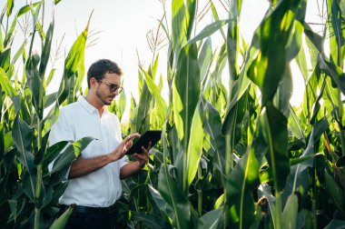 Yong yakışıklı tarım uzmanı mısır tarlasında tablet dokunmatik bilgisayarını tutuyor ve hasat etmeden önce ekinleri inceliyor. Tarım sektörü konsepti. Yazın elinde tabletle mısır tarlasında duran tarım mühendisi..