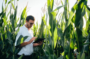 Yong yakışıklı tarım uzmanı mısır tarlasında tablet dokunmatik bilgisayarını tutuyor ve hasat etmeden önce ekinleri inceliyor. Tarım sektörü konsepti. Yazın elinde tabletle mısır tarlasında duran tarım mühendisi..