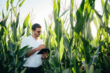 Yong yakışıklı tarım uzmanı mısır tarlasında tablet dokunmatik bilgisayarını tutuyor ve hasat etmeden önce ekinleri inceliyor. Tarım sektörü konsepti. Yazın elinde tabletle mısır tarlasında duran tarım mühendisi..