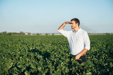 Yong yakışıklı tarım uzmanı mısır tarlasında tablet dokunmatik bilgisayarını tutuyor ve hasat etmeden önce ekinleri inceliyor. Tarım sektörü konsepti. Yazın elinde tabletle mısır tarlasında duran tarım mühendisi..