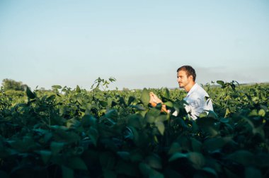 Yong yakışıklı tarım uzmanı mısır tarlasında tablet dokunmatik bilgisayarını tutuyor ve hasat etmeden önce ekinleri inceliyor. Tarım sektörü konsepti. Yazın elinde tabletle mısır tarlasında duran tarım mühendisi..