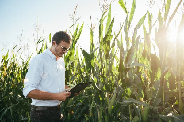 Yong Przystojny Agronomista Trzyma Tablet Dotykowy Komputera Polu Kukurydzy Badania — Zdjęcie stockowe