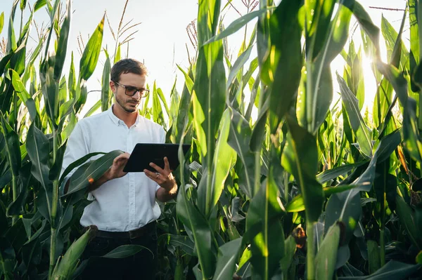 Yong Jóképű Agronómus Tartja Tabletta Érintőpad Számítógép Kukorica Területen Megvizsgálja — Stock Fotó