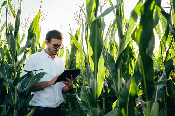 Yong Gut Aussehender Agronom Hält Einen Tablet Touchpad Computer Maisfeld — Stockfoto