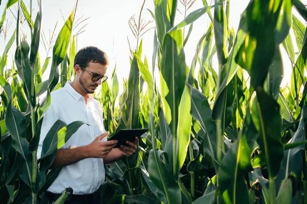 Yong Jóképű Agronómus Tartja Tabletta Érintőpad Számítógép Kukorica Területen Megvizsgálja — Stock Fotó