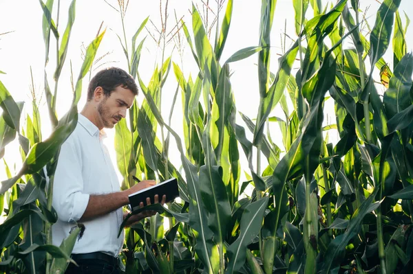 勇英俊的农艺学家在玉米田里拥有平板触摸板计算机 在收获前对作物进行检测 Agribusiness的概念 农业工程师站在一片玉米地上 手里拿着一块石板 — 图库照片