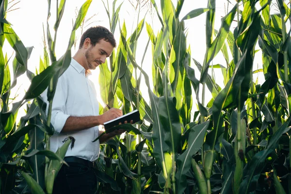 Yong Handsome Agronomist Holds Tablet Touch Pad Computer Corn Field — Stock Photo, Image
