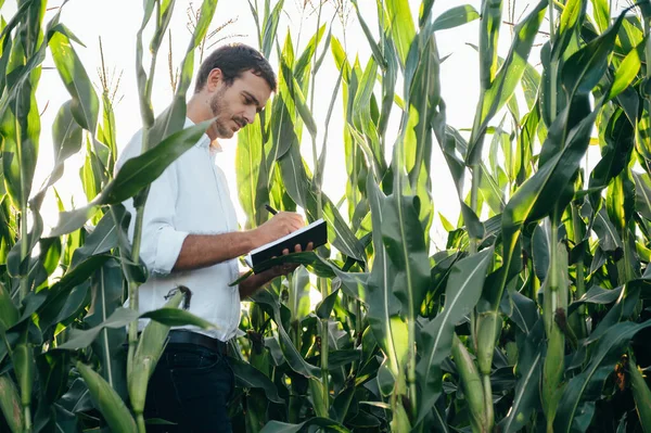 Yong Jóképű Agronómus Tartja Tabletta Érintőpad Számítógép Kukorica Területen Megvizsgálja — Stock Fotó