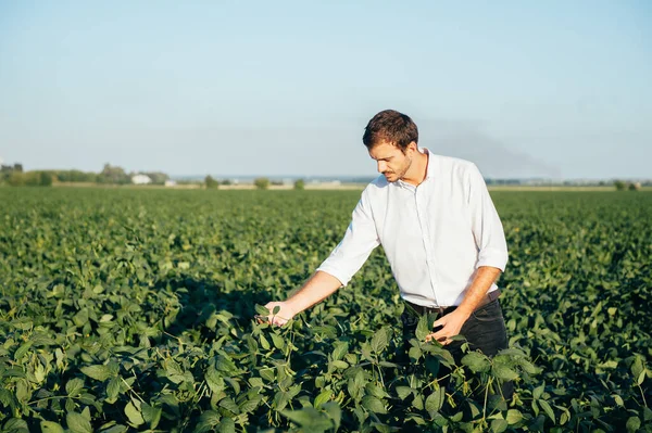 Yong yakışıklı tarım uzmanı mısır tarlasında tablet dokunmatik bilgisayarını tutuyor ve hasat etmeden önce ekinleri inceliyor. Tarım sektörü konsepti. Yazın elinde tabletle mısır tarlasında duran tarım mühendisi..