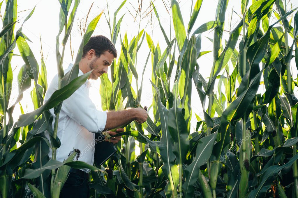 Yong handsome agronomist holds tablet touch pad computer in the corn field and examining crops before harvesting. Agribusiness concept. agricultural engineer standing in a corn field with a tablet in summer.