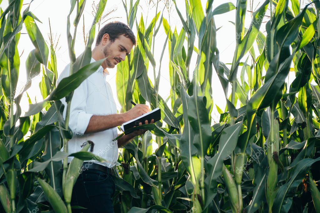 Yong handsome agronomist holds tablet touch pad computer in the corn field and examining crops before harvesting. Agribusiness concept. agricultural engineer standing in a corn field with a tablet in summer.