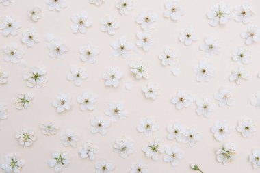 Renkli beyaz pastel bahar çiçeği. Kiraz çiçeği illüstrasyonu. bahar ve yaz arkaplanı. Üst görünüm