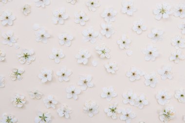 Renkli beyaz pastel bahar çiçeği. Kiraz çiçeği illüstrasyonu. bahar ve yaz arkaplanı. Üst görünüm