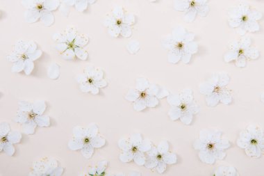 Bahar doğası arka planında sarı pastel renkli güzel çiçekler, üst manzara, pankart. İlkbahar konsepti