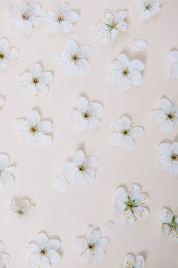 Renkli beyaz pastel bahar çiçeği. Kiraz çiçeği illüstrasyonu. bahar ve yaz arkaplanı. Üst görünüm