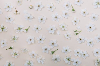 Renkli beyaz pastel bahar çiçeği. Kiraz çiçeği illüstrasyonu. bahar ve yaz arkaplanı. Üst görünüm