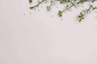 Bahar doğası arka planında sarı pastel renkli güzel çiçekler, üst manzara, pankart. İlkbahar konsepti