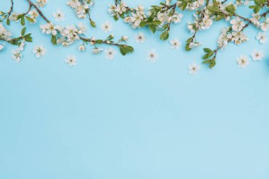 Mavi arka planda beyaz pastel bahar çiçekleri. Kiraz çiçeği yaprakları çizimi. Bahar ve yaz arkaplanı.