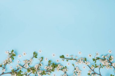 Mavi arka planda bahar beyaz kiraz ağacı fotoğrafı. Yukarıdan görünüm, düz yatış, kopyalama alanı. Bahar ve yaz arkaplanı.