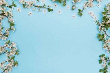 Mavi arka planda beyaz pastel bahar çiçekleri. Kiraz çiçeği yaprakları çizimi. Bahar ve yaz arkaplanı.