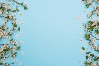 Mavi arka planda beyaz pastel bahar çiçekleri. Kiraz çiçeği yaprakları çizimi. Bahar ve yaz arkaplanı.