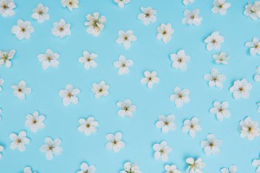 Mavi arka planda beyaz pastel bahar çiçekleri. Kiraz çiçeği yaprakları çizimi. Bahar ve yaz arkaplanı.