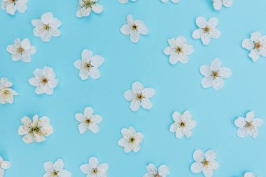 Mavi arka planda beyaz pastel bahar çiçekleri. Kiraz çiçeği yaprakları çizimi. Bahar ve yaz arkaplanı.