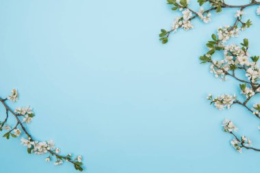 Mavi arka planda beyaz pastel bahar çiçekleri. Kiraz çiçeği yaprakları çizimi. Bahar ve yaz arkaplanı.