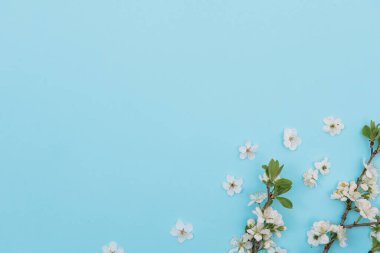 Mavi arka planda beyaz pastel bahar çiçekleri. Kiraz çiçeği yaprakları çizimi. Bahar ve yaz arkaplanı.